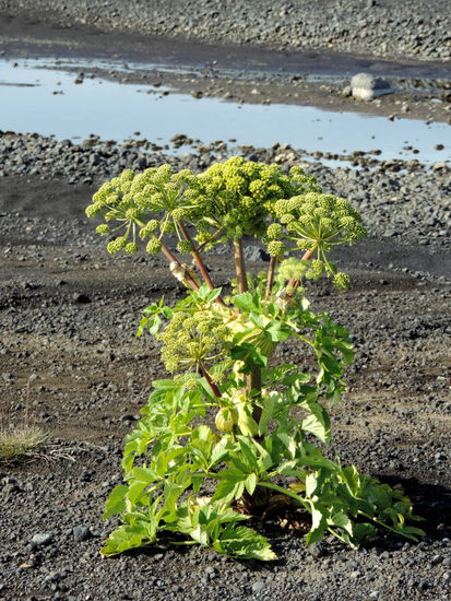 und Engelwurz (Angelica archangelica)