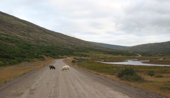 dann erreichten wir das letzte Stück Grusväg der Ringstraße N1