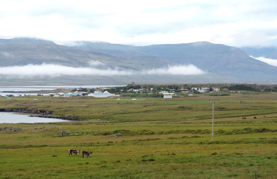 beim Ort Breiðdalsvík sahen wir zwei der wilden Rentiere