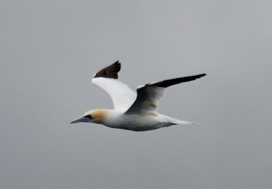 Bastölpel begleiteten uns hier