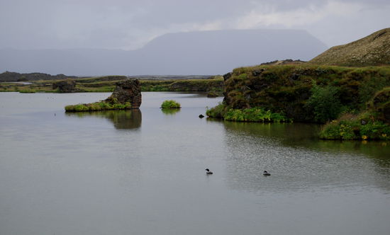 Eistaucher im Mývatn
