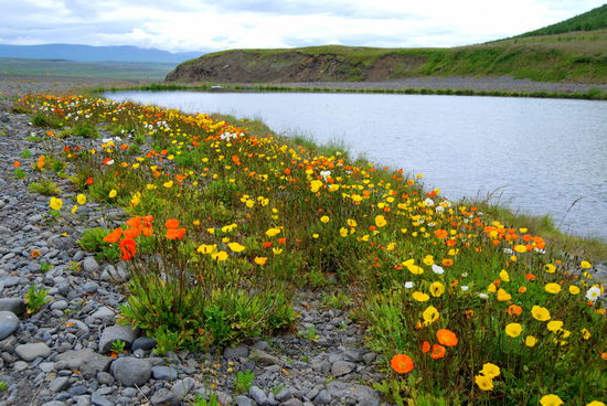 Íslandmohn