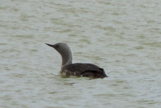 Smålom - Sterntaucher