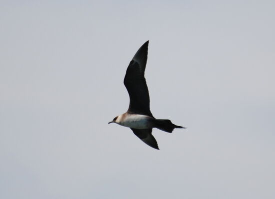 wohl Spatelraubmöwe, Durchzügler in Ísland