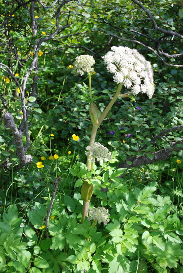 Angelica sylvatica - Wald-Engelwurz