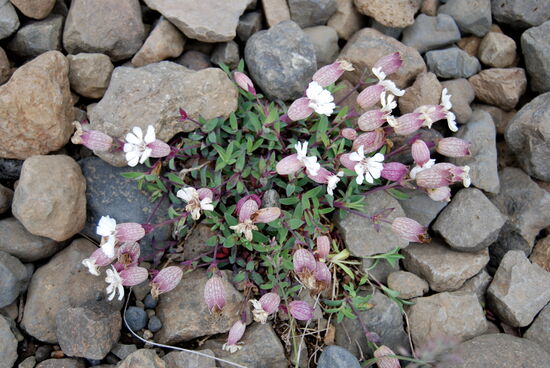 Silene uniflora - aufgeblasenes Leimkraut