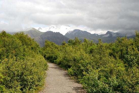 durch lichten Bewuchs führt