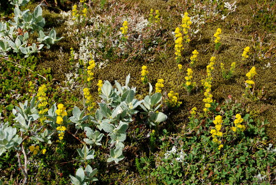 echtes Labkraut, kriechende Weiden und Birken