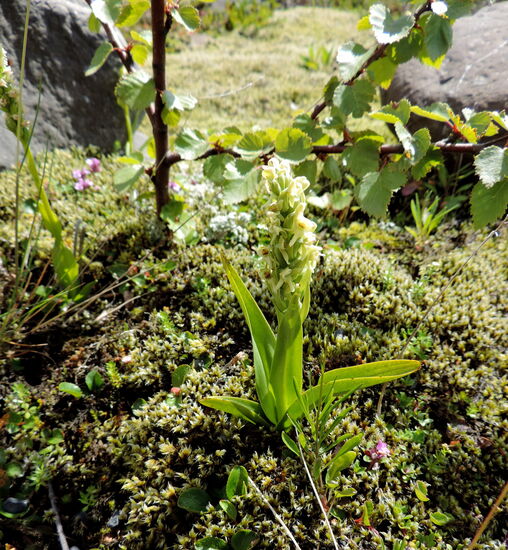 Westliche Kuckucksblume - Platanthera hyperborea