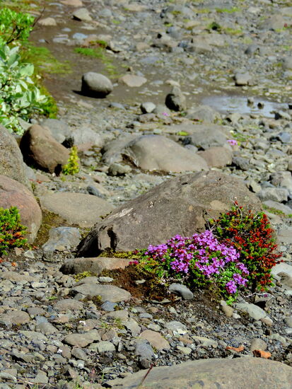 Thymian und Fetthennengewächs