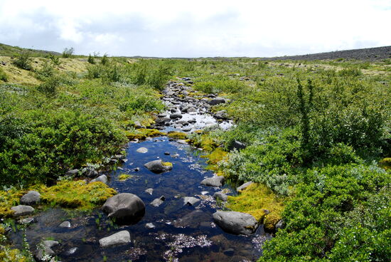 immer wieder durchzogen Wasserläufe das Gelände