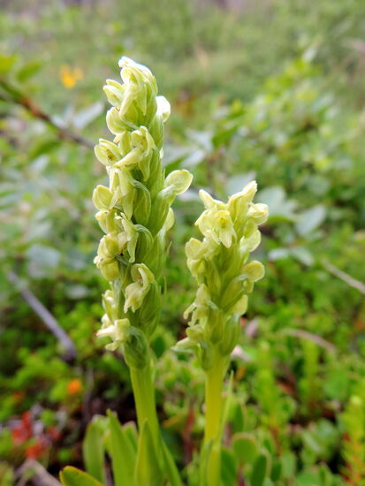 Westliche Kuckucksblume - Platanthera hyperborea