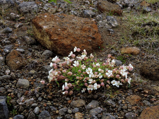 aufgeblasenes Leimkraut