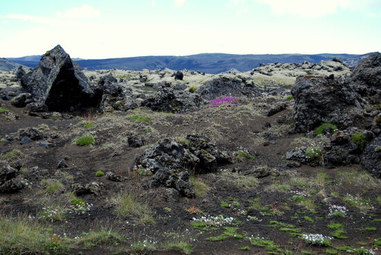 dann begann eine größere geschlossene Lavafläche
