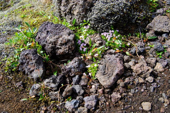 Lavabrocken werden von Pflanzen überwuchert