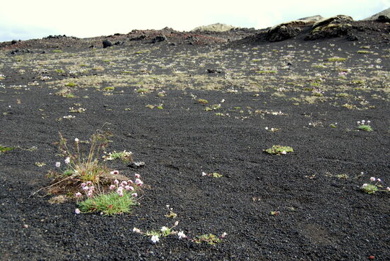 Pflanzenwuchs im schwarzen Sand