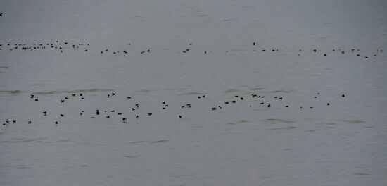 schlafende Lundi - Papageitaucher