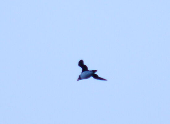 einer im Flug