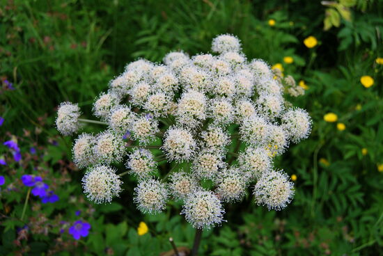 Engelwurz - Angelica