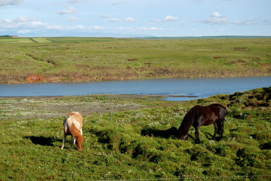 hier gab es viele Pferde