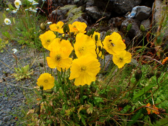 Ísland-Mohn