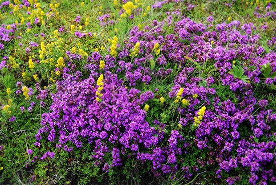 Thymian und Labkraut