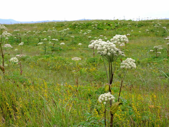 Wald-Engelwurz - Angelica sylvatica in den Dünen