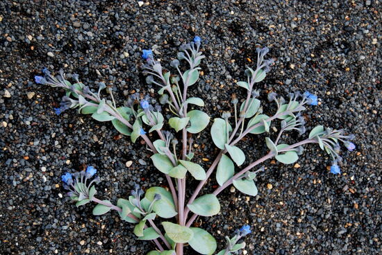 Strand-Blauglöckchen