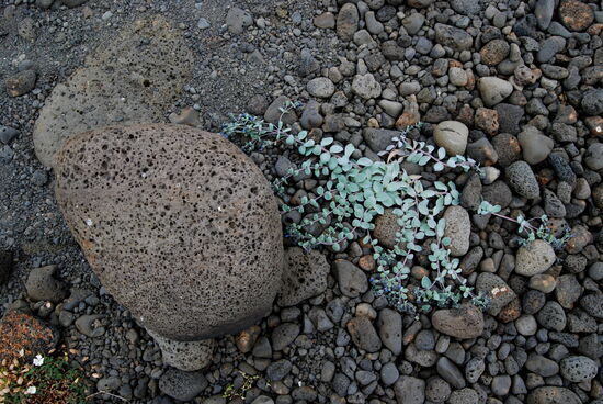 Strand-Blauglöckchen