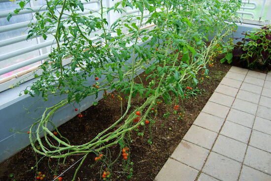 im Gewächshaus: Tomaten