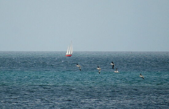 einfahrendes Segelboot mit Basstölpeln