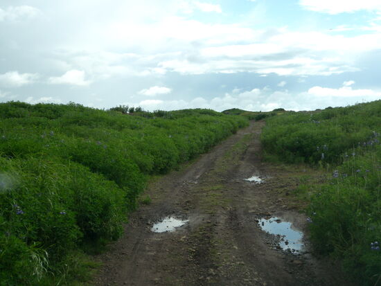 anfangs Pflanzenwuchs an der Piste