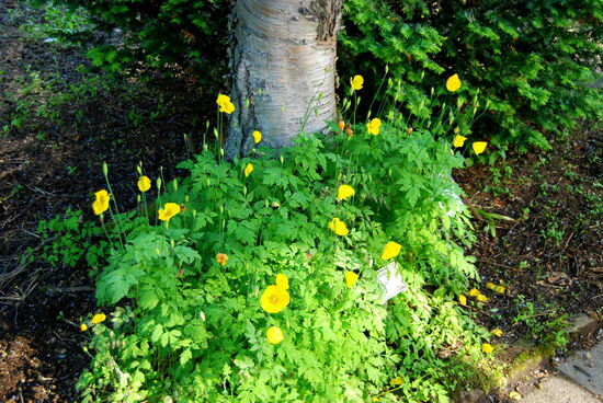 Íslandmohn