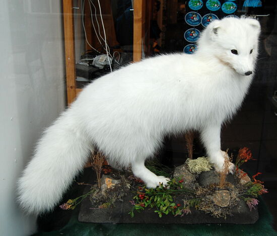 Polarfuchs, in Ísland sind sie meist braun, weil sie im Spülsaum der Küste auf Nahrungssuche gehen