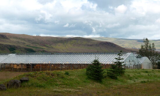 Gewächshäuser in Hveragerði, hier wachsen Tomaten, Paprika, Gurken mm.