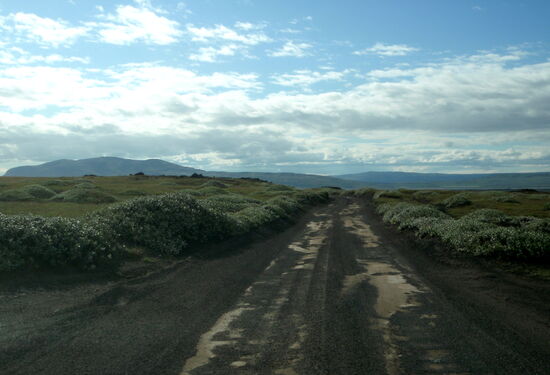 weiter unten gab es schon niedrigen Weidenbewuchs