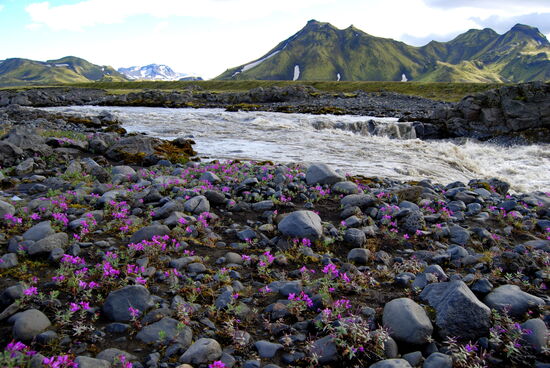 Innri-Emstruá mit arktischen Weidenröschen