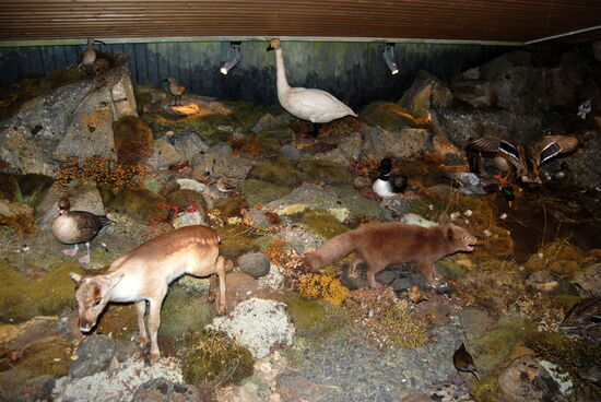 ausgestopfte Tiere, die es in Ísland gibt