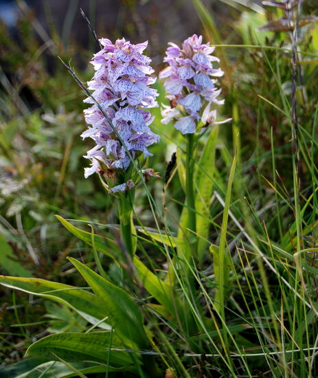 geflecktes Knabenkraut