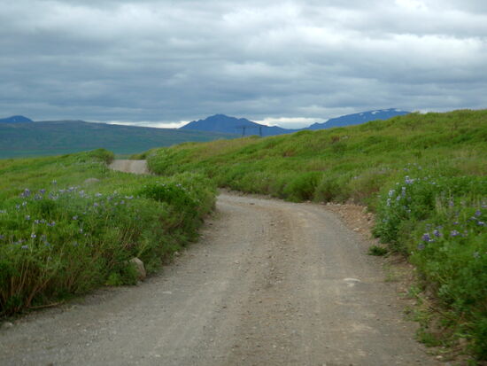 auf der Piste F 338 durch Lupinenfelder in Richtung Westen