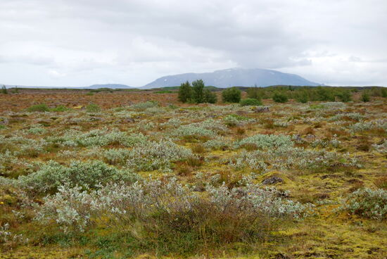 Blick Richtung Hochland mit Bláfell