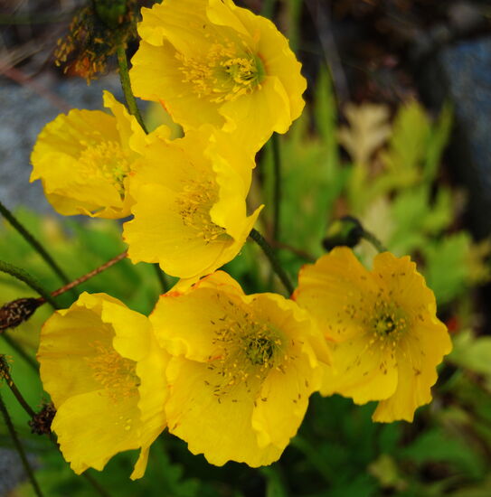 Íslandmohn