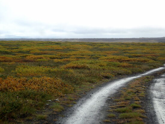 und wir sahen schon die Herbstfärbung