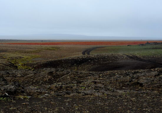 wieder Sauerampferfelder