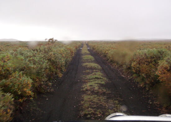 durch niedrigen Bewuchs