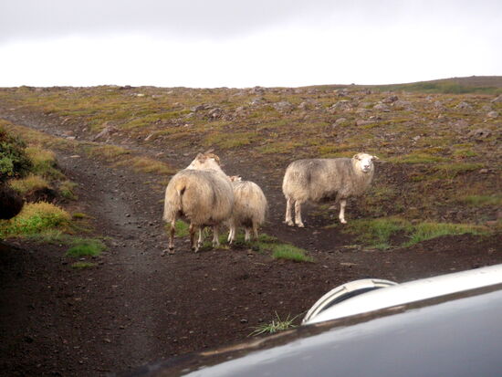 wir trafen Ureinwohner 