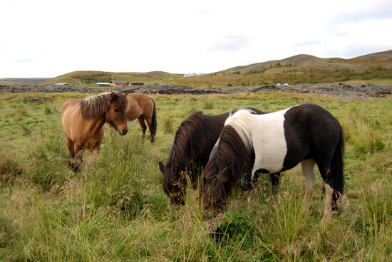 auf den Weiden daneben standen Íslandpferde