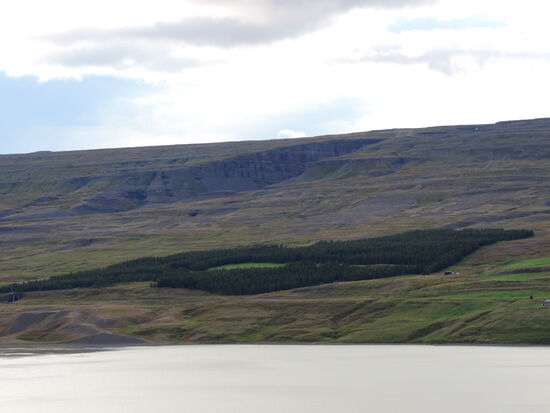 Aufforstung am gegenüberliegenden Ufer