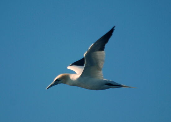 Basstölpel begleiteten uns
