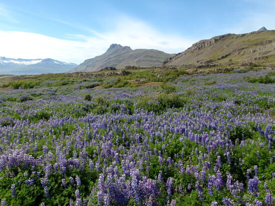 Lupinenfelder sieht man häufig